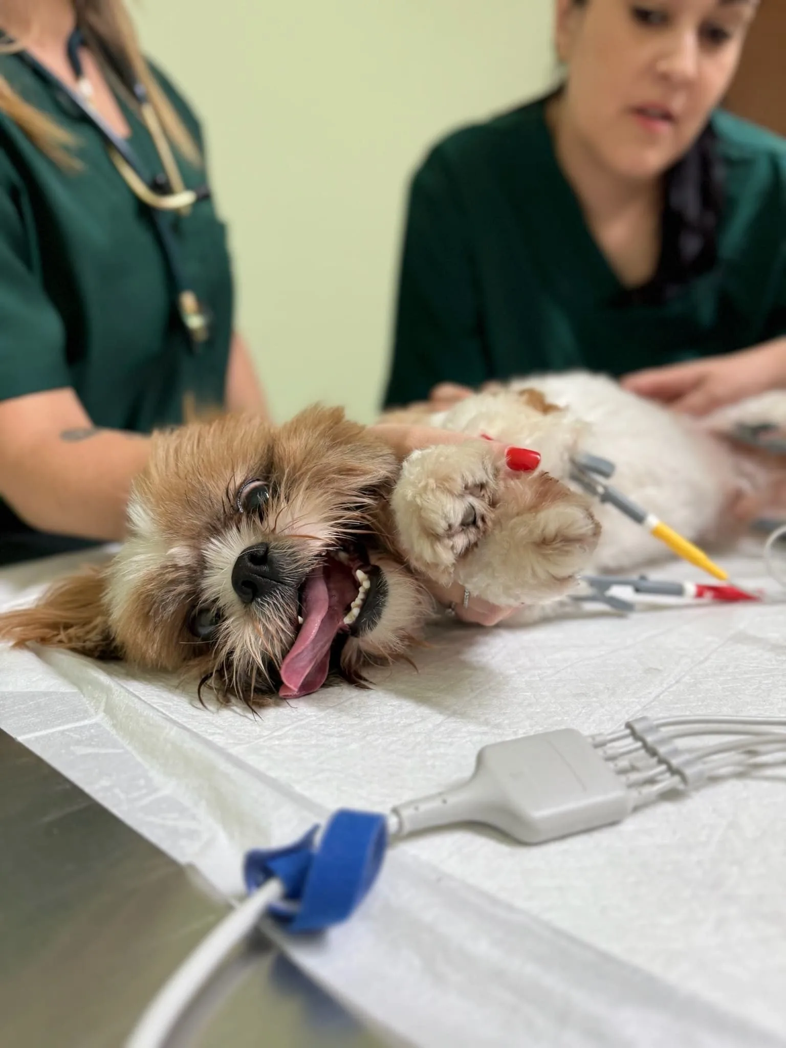 Equipe veterinária da Animus Vet atendendo um cão