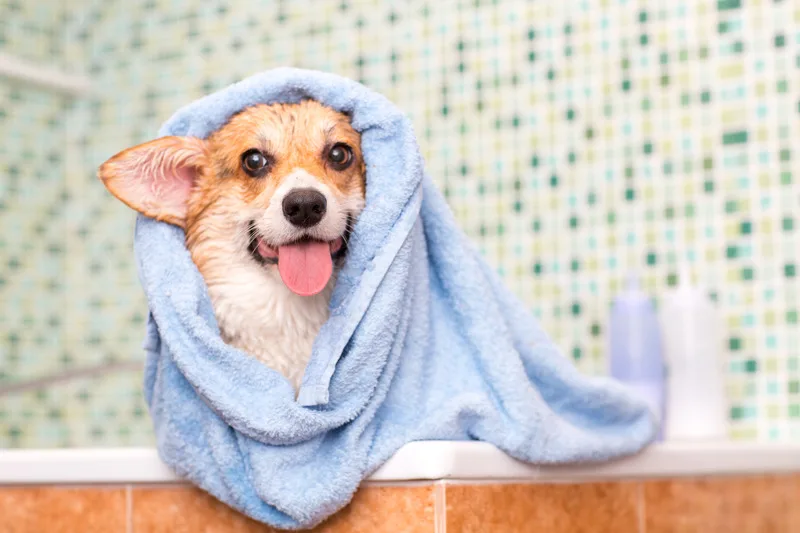Banho e tosa na Marcão Rações Clínica Veterinária