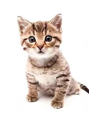 Gato filhote — Mercearia do Animal