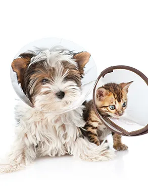 Cão e gato atendidos pela Mercearia do Animal